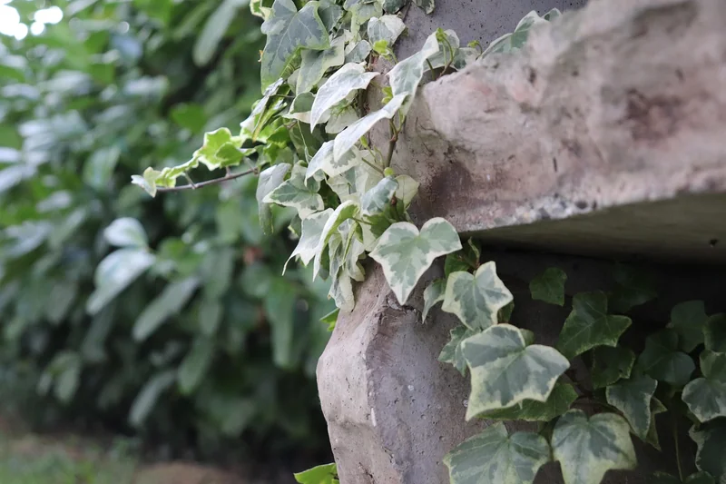 Planter et entretenir : le secret d’un mur qui dure